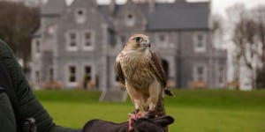 Falcon_1