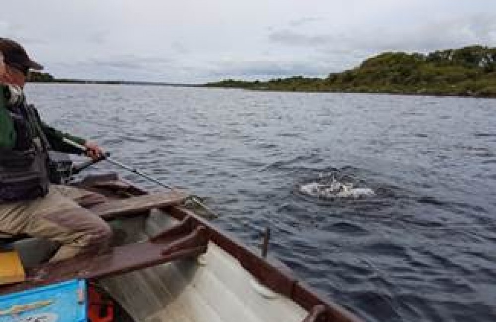 Padraig Traynor landing a lively trout near Castle Island on L. Conn